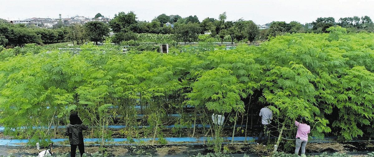 インド原産のスーパーフード「モリンガ」とは？ 困難とされてきた国内 