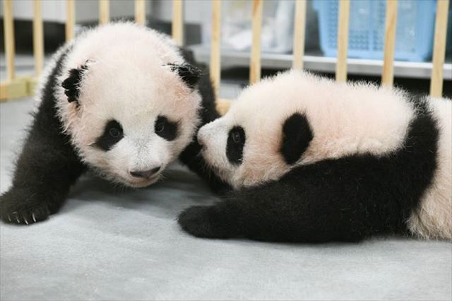 動画】４本足で歩けるようになったよ！ 上野動物園の双子パンダのシャオシャオとレイレイ：東京新聞 TOKYO Web