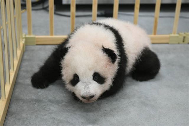 動画 ４本足で歩けるようになったよ 上野動物園の双子パンダのシャオシャオとレイレイ 東京新聞 Tokyo Web