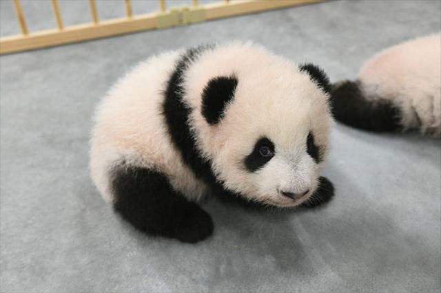 動画 ４本足で歩けるようになったよ 上野動物園の双子パンダのシャオシャオとレイレイ 東京新聞 Tokyo Web