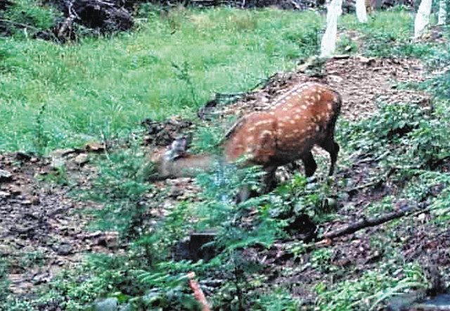 栃木のシカ捕獲数が過去最多の1万5720頭に 冬の降雪が原因か、イノシシは半数以下：東京新聞デジタル