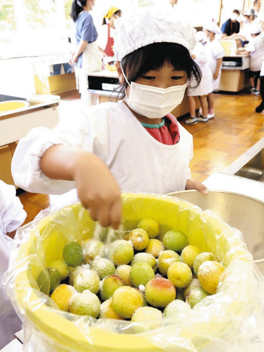 無農薬の青梅 ✨越生の梅5kg ✨NAGOMI 山﨑農園 - メルカリ