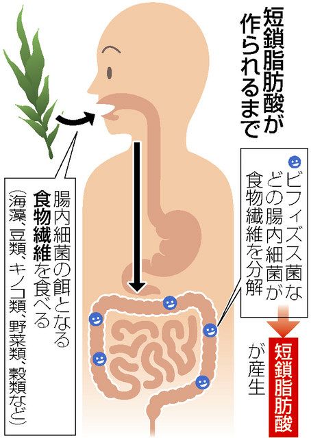 【腸内バランスの最適化】 生エクソソームで痩せ菌・ビフィズス菌増加‼︎ ❗️【腸内バランスの最適化】? 生エクソソームで痩せ菌増加