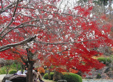 かれんな冬桜と紅葉の競演が楽しめる桜山公園＝藤岡市三波川で