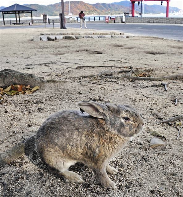 コロナ禍は瀬戸内海の ウサギの島 にも 餌をやる観光客激減で自然淘汰 東京新聞 Tokyo Web