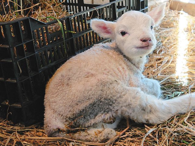 動物園情報＞ジャガー双子 公開中 静岡・日本平動物園：東京新聞デジタル