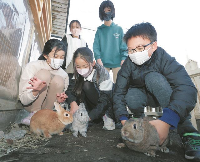 小学校のウサギが減っている？卯年だから東京23区に聞いてみた：東京