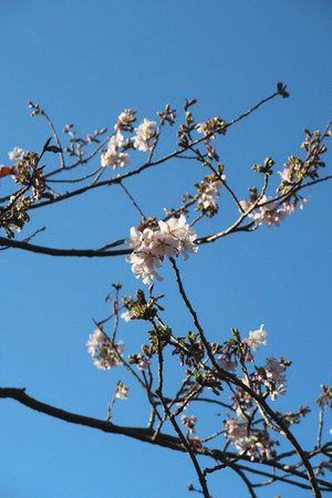 玉縄桜 無事に咲いた 台風被害で倒木、再生：東京新聞 TOKYO Web