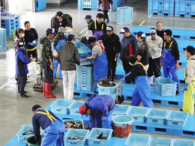水揚げされたばかりのヒラメやスズキ、メバルなどが次々と競りにかけられていく＝10月19日朝、福島県浪江町の請戸漁港で