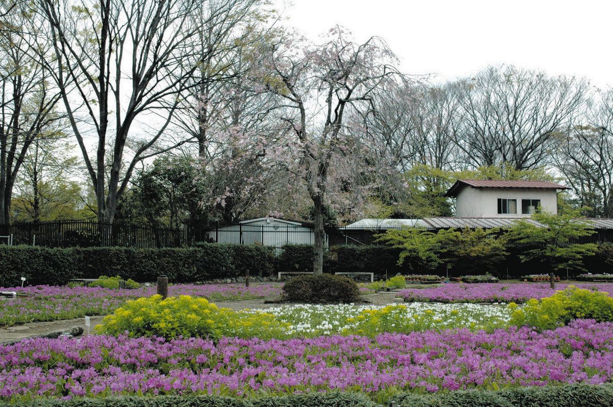 サクラソウ一面咲きそろう 北区と保存会が公開 12日から：東京新聞デジタル