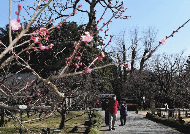 コロナと生きる いばらき 偕楽園 早咲きの梅 春を呼ぶ 水戸で最高気温１５ ９度 東京新聞 Tokyo Web