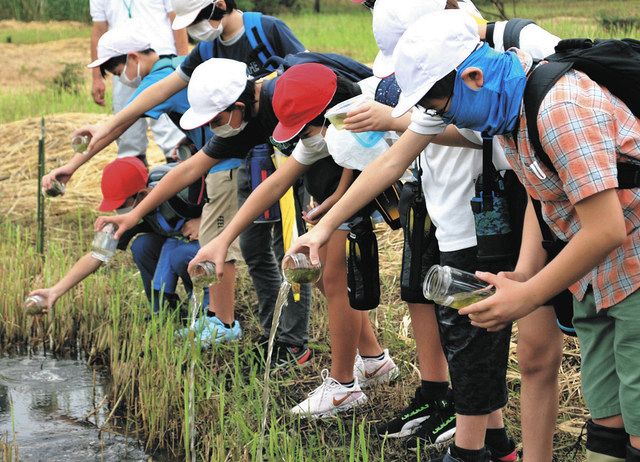 校内で育てた「ムジナモ」放流 天然記念物の自生地に 羽生・三田ケ谷小