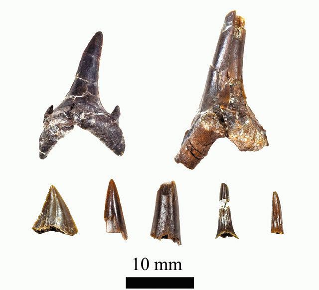 ひたちなかで発見されたサメ類の化石 恐竜時代末期シロワニ属と判明 県