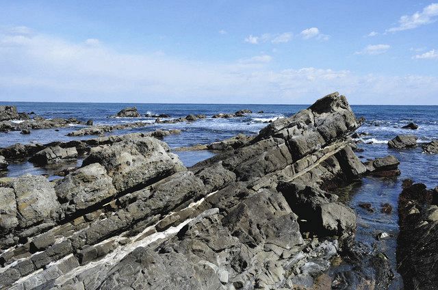 ひたちなかで発見されたサメ類の化石 恐竜時代末期シロワニ属と判明 県
