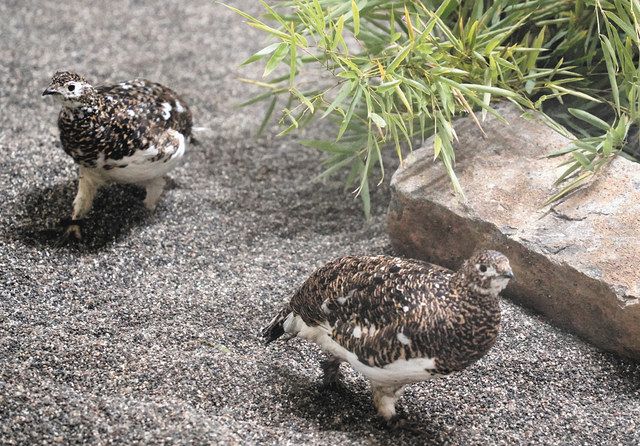 ライチョウの繁殖計画 野生種飼育の手順確認 那須どうぶつ王国 園内5羽 順化施設で 東京新聞 Tokyo Web