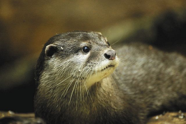 新居で生き生きコツメカワウソ 全国からの寄付に支えられ 東京新聞 Tokyo Web