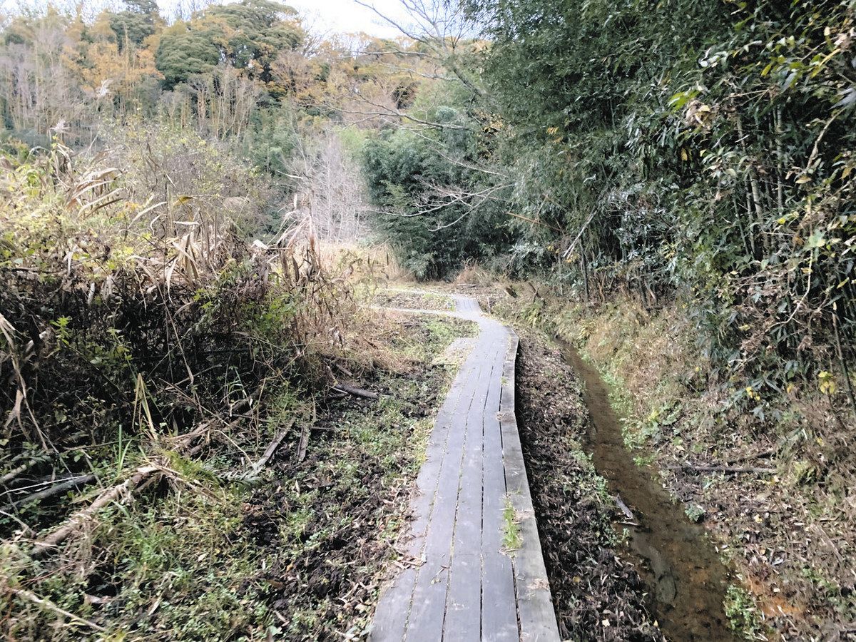 ぼくぼく…湧き出る大切な水 「いっせんぼく」守りたい 散策して意見交換 木更津市、参加者募る：東京新聞デジタル