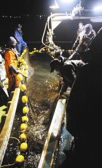 社会編 富山湾にホタルイカの青白い光の季節 東京新聞 Tokyo Web
