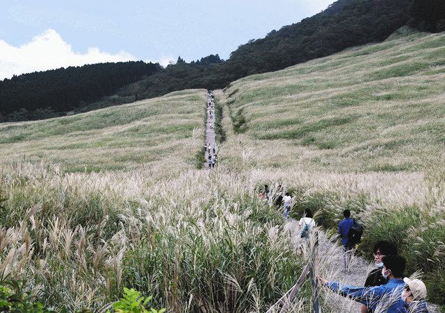 間もなく黄金色に 仙石原 ススキ草原 来月上旬 中旬ピーク 東京新聞 Tokyo Web