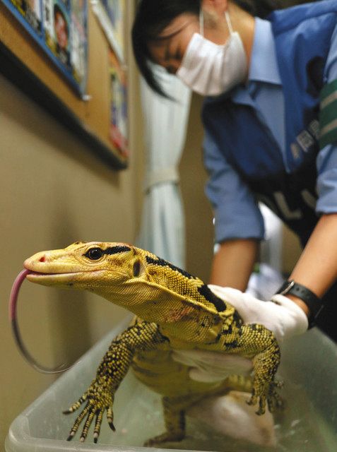 沼津の住宅街に 迷子 全長１メートルのオオトカゲ 元気に逃走 署員が捕獲 東京新聞 Tokyo Web