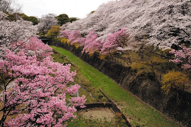 ソメイヨシノだけじゃないと知って」東京の桜100種類を30年かけ調査 風景写真家・瀬戸豊彦さん：東京新聞 TOKYO Web