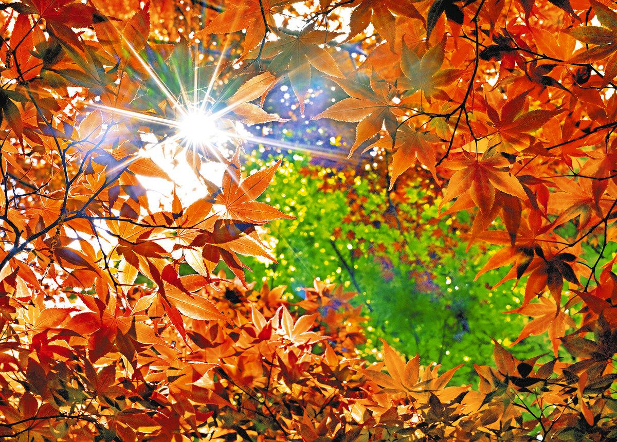 彩 首都圏の四季を訪ねて＞新緑に紅差すノムラモミジ 薬師池公園（町田