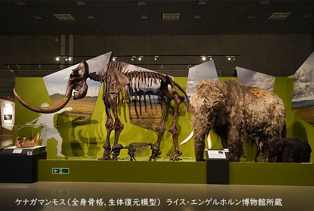 今も氷河期を生きる私たち 人類のはじまりにタイムスリップ「氷河期展