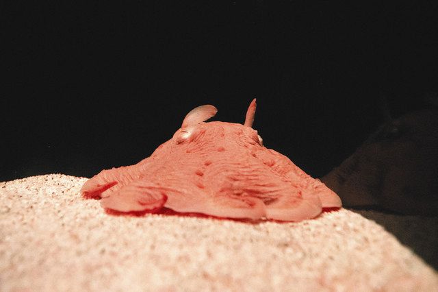 めんだこ