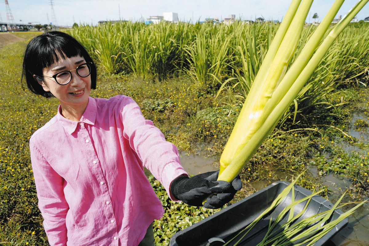 食卓ものがたり＞甘く育って 優しい声がけ マコモダケ（愛知県知立市