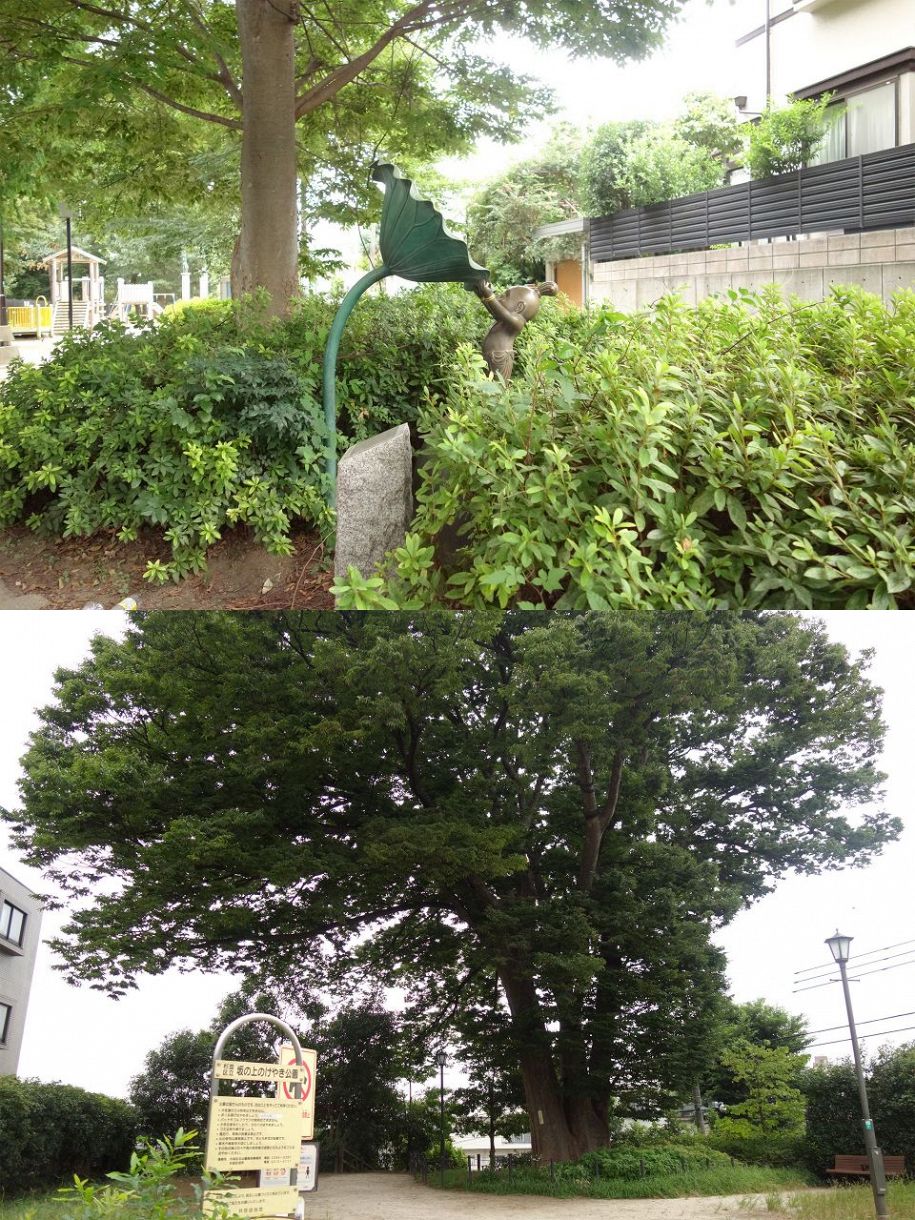（上）彫刻家・籔内佐斗司の作品「童子像」は、井荻公園のほか、地蔵坂や西荻北中央公園など計６カ所に点在しています。（下）区内最大の幹周りで貴重木にも指定されていた大けやき「トトロの樹」。
