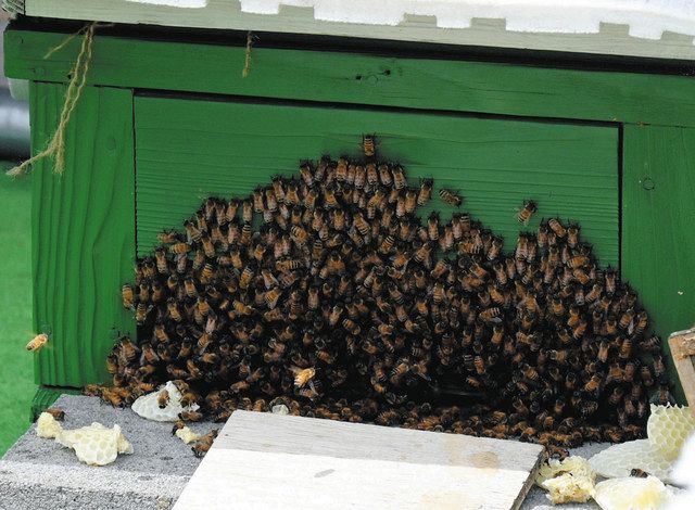 清瀬市役所屋上の巣箱の一つ。巣箱内が高温になるのを避けるため一部のミツバチが外に出ていた＝５月２６日撮影
