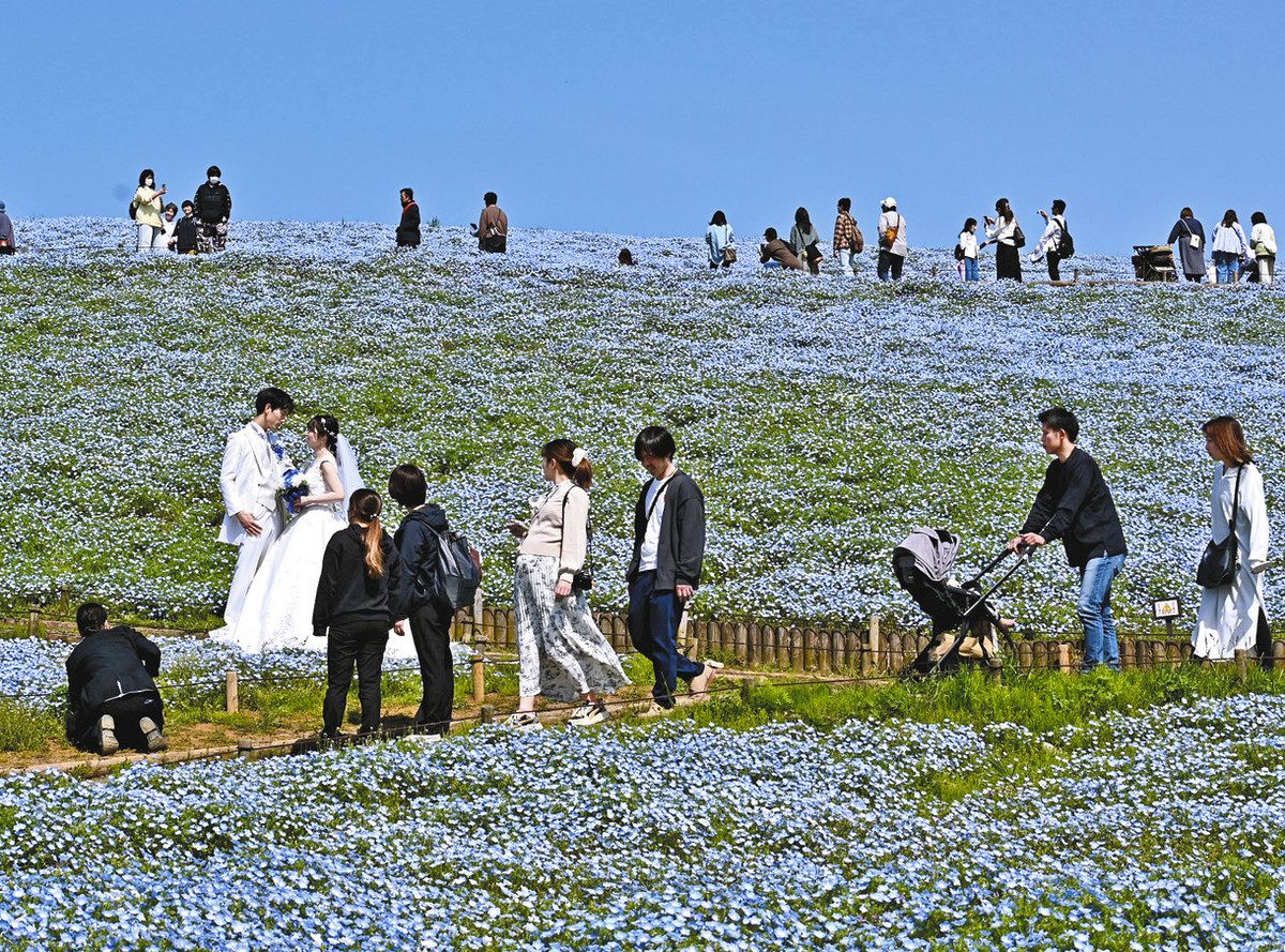 ひたち海浜公園 ネモフィラ 現在