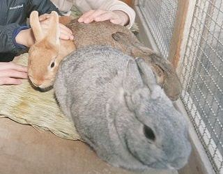 酷暑での川崎市立小ウサギ飼育 獣医師ら交え対応検討：東京新聞デジタル