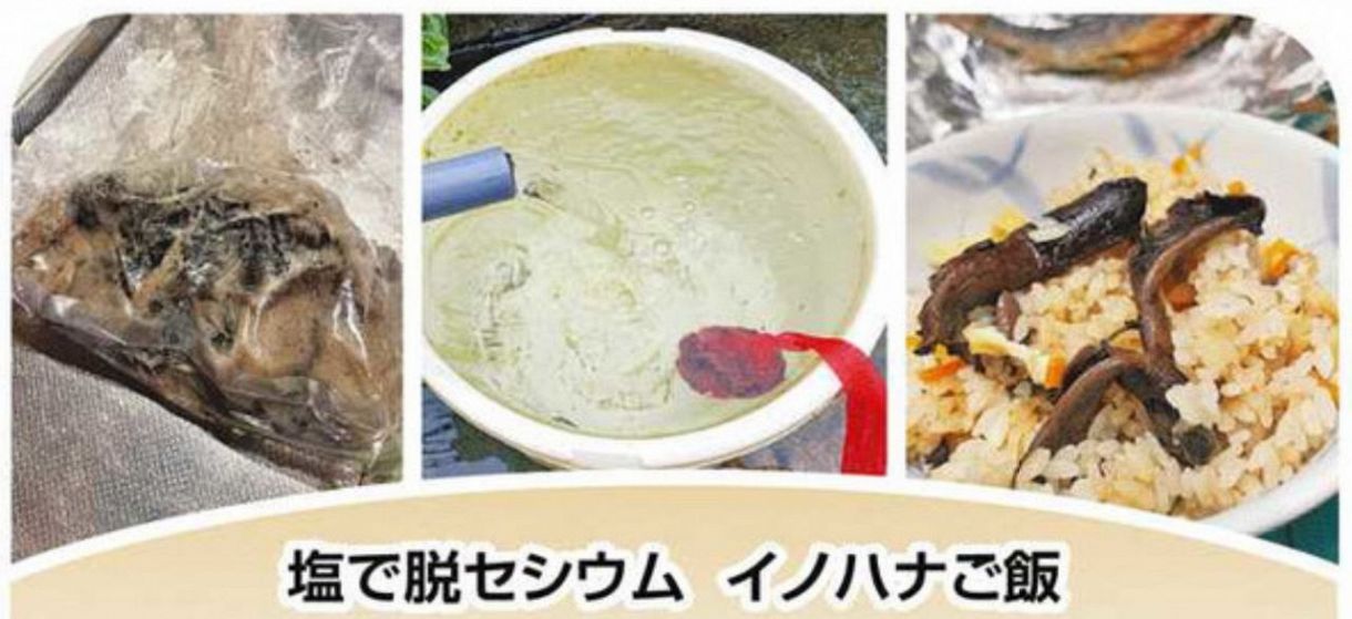 野生の食用キノコ 放射能汚染は今 2022年 福島県飯舘村で本紙が調査：東京新聞 TOKYO Web