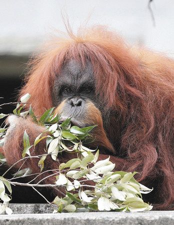 長生き ムカ もうすぐ５０歳 浜松市動物園のオランウータン 東京新聞 Tokyo Web