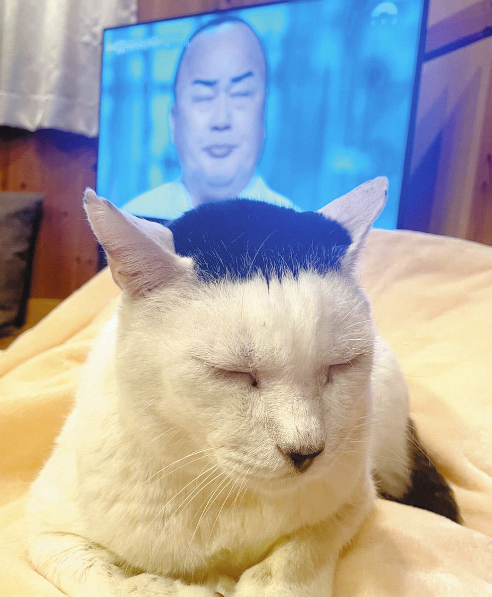 岡山富男 作 寝そべり猫 一列に並んで「はーい！」 猫たちの愛くるしい