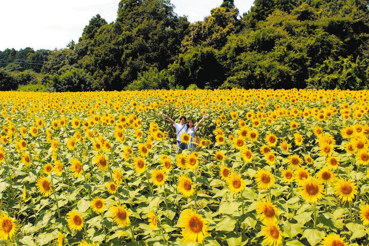 sanflower様専用おまとめ