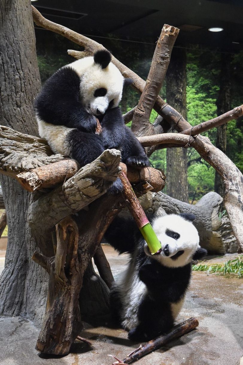 活発だけど繊細なんだ マイペースでけんかは嫌い 上野動物園の双子