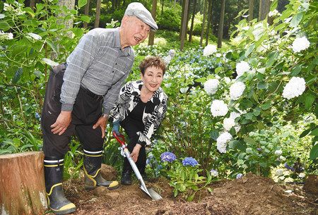 ５０年かけてあじさい山を育ててきた南沢忠一さん（左）と一緒にアジサイを植樹する加藤登紀子さん＝あきる野市で