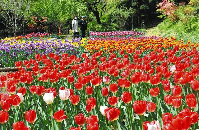 咲き誇る1万本のチューリップ 吾妻公園：東京新聞 TOKYO Web