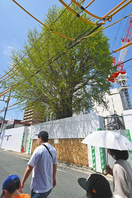 樹齢２５０年以上というイチョウの木＝いずれも新宿区で