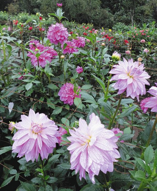 秩父点描 350種とりどり 初秋の大輪 小鹿野のダリア園開園 東京新聞 Tokyo Web