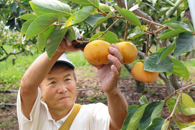 食卓ものがたり＞秋映えの色 シャキッと甘く 次郎柿（愛知県豊橋市）：東京新聞 TOKYO Web