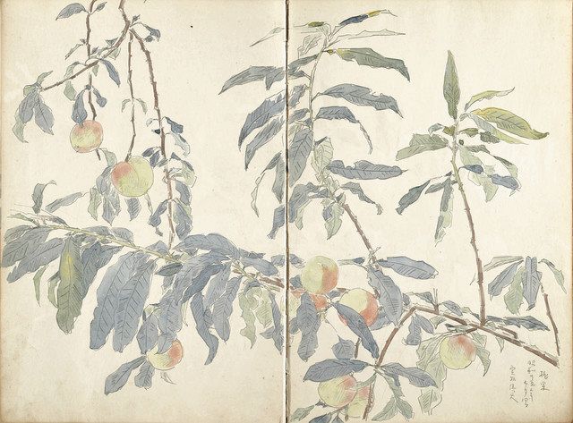 カジュアル美術館＞杉浦非水《姫鵜と波紋の表情》《スケッチブック