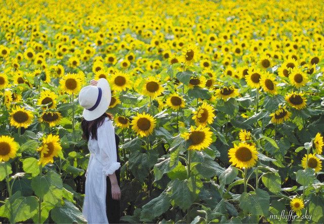 色とりどり 身近な場所で感じる夏 インスタ連動 水戸支局ギャラリー 東京新聞 Tokyo Web