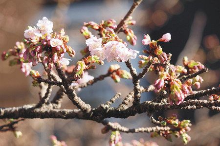 ポツポツとつぼみがほころび始めた「あたみ桜」＝熱海市の糸川沿いで