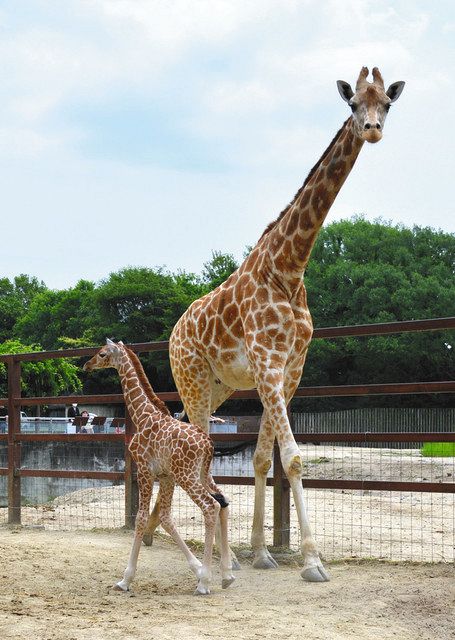 17年ぶり、キリンの赤ちゃん 東武動物公園で誕生：東京新聞 TOKYO Web