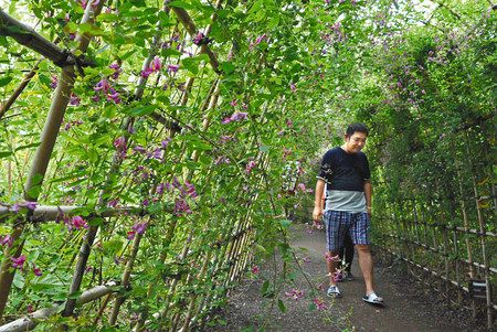 全長３０メートル １２０株 萩のトンネル 墨田 向島百花園で見頃 東京新聞 Tokyo Web