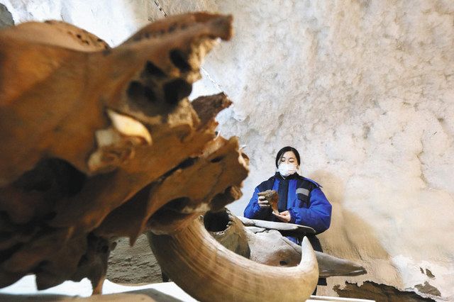 ヤクーツクで昨年１１月末、メルニコフ永久凍土研究所の地下に広がる凍土で作業する女性職員。手前はバイソンに似た動物の牙
