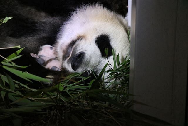 動画 双子の赤ちゃんパンダ 白黒模様がよりはっきりと 上野動物園 東京新聞 Tokyo Web